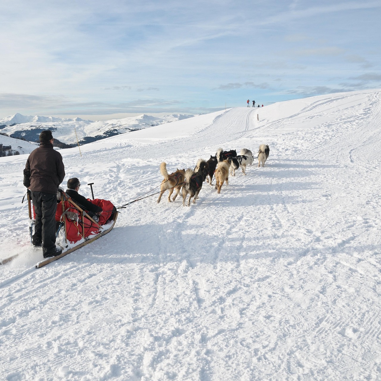Musher guidant son attelage de chiens à travers la neige dans les Alpes du Sud.